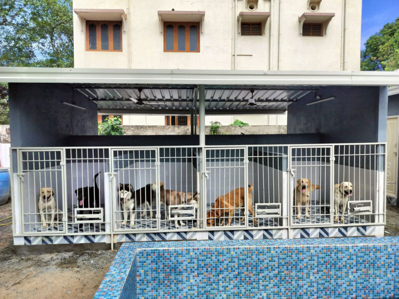 Pet Avenue (The Pawsome Place)