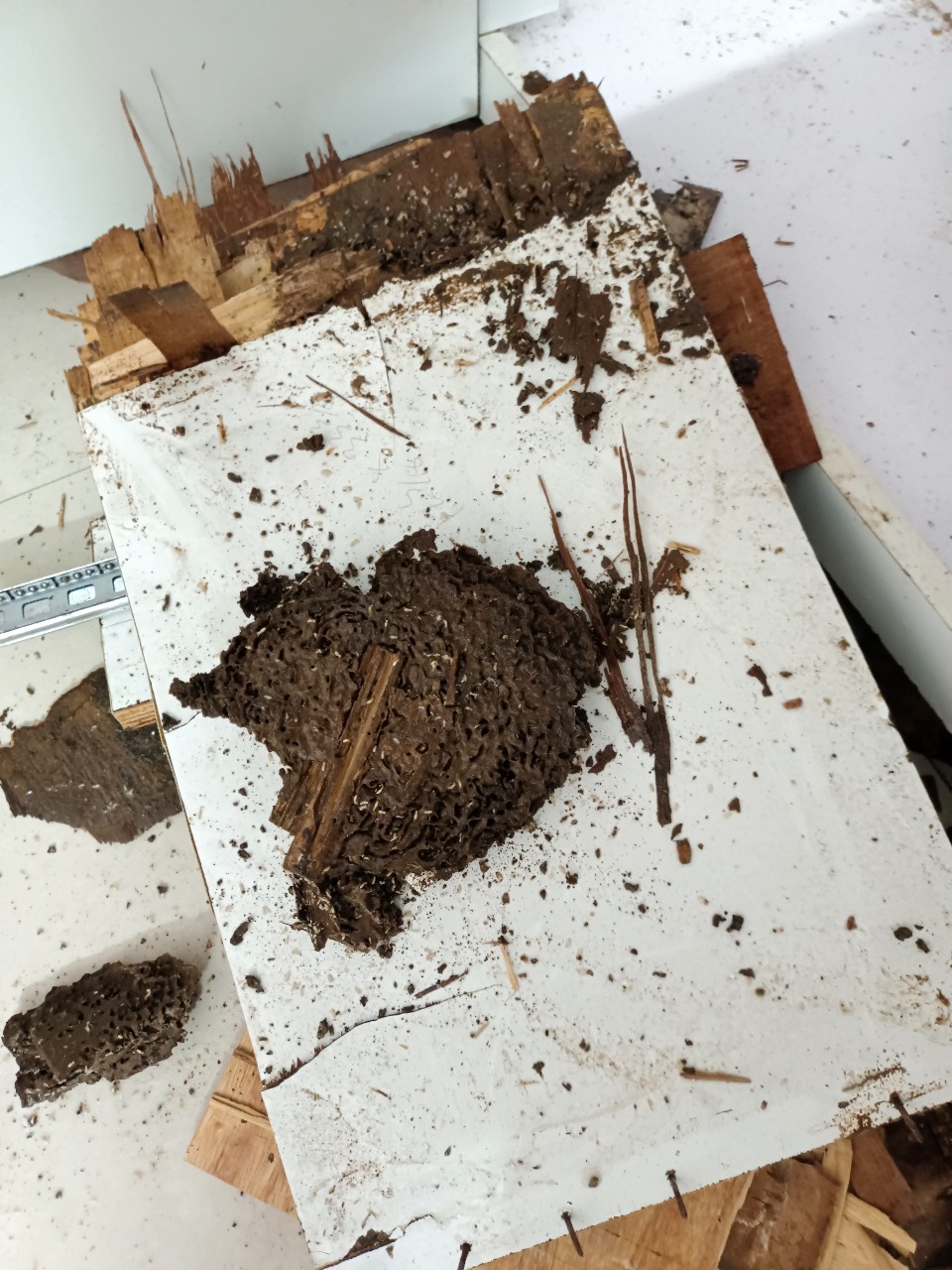 Pest control services