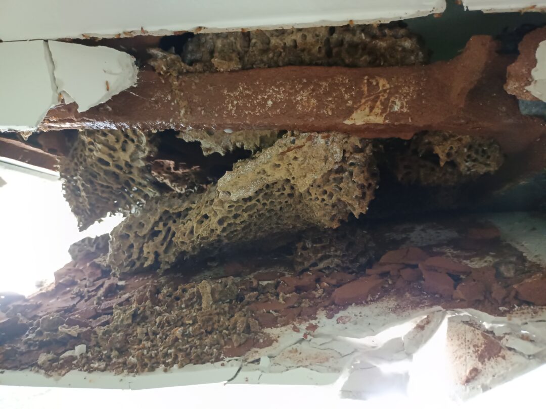 Pest control services