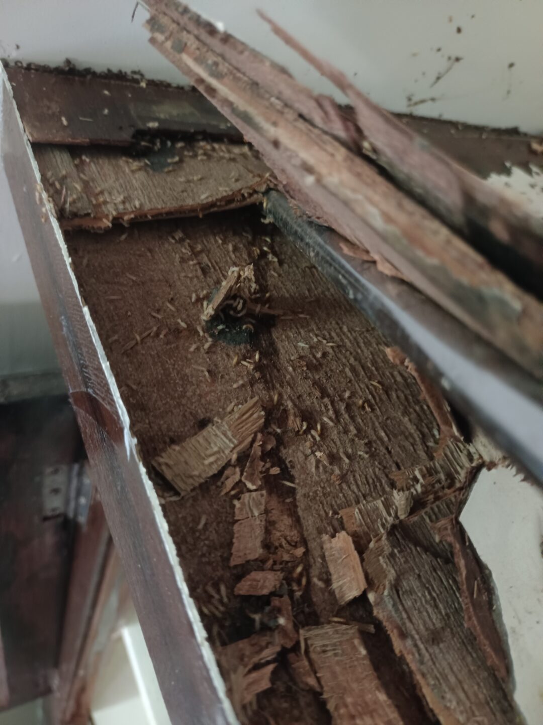 Pest control services