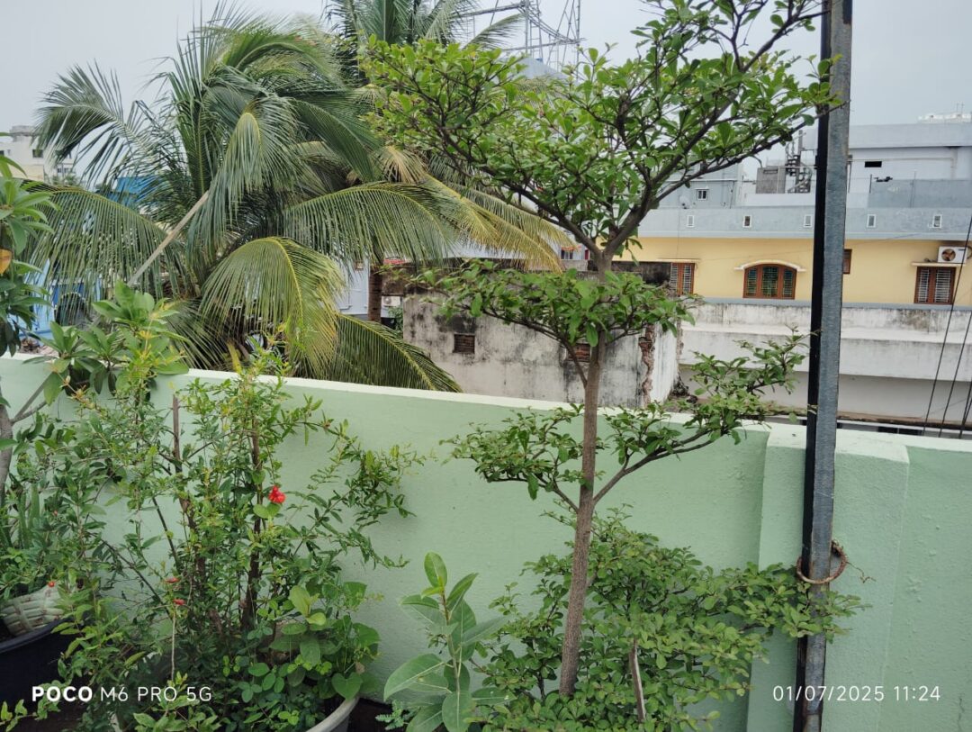 Shalom green gardens