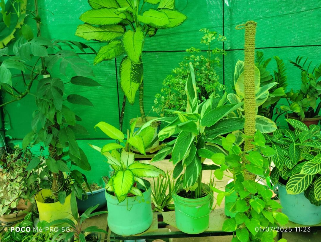 Shalom green gardens