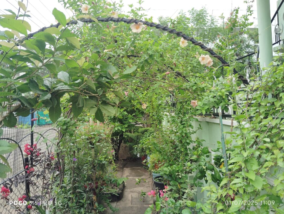 Shalom green gardens