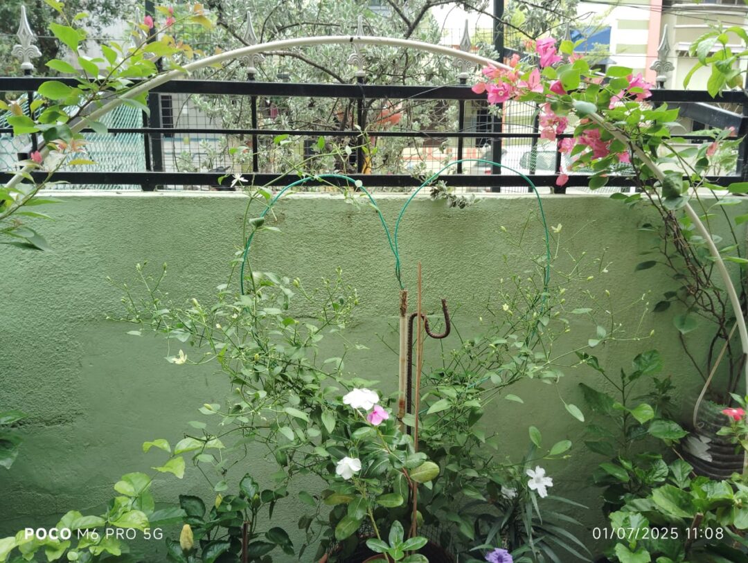 Shalom green gardens