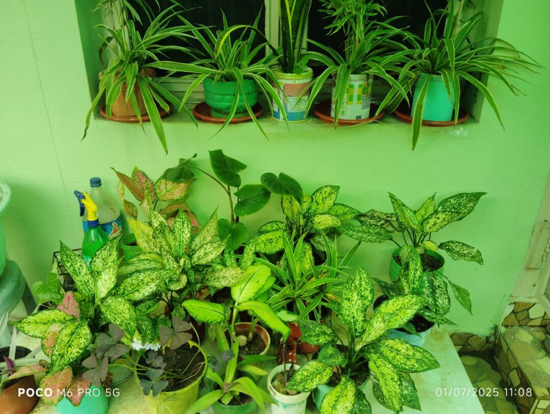 Shalom green gardens
