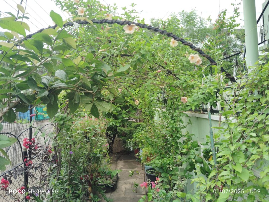 Shalom green gardens