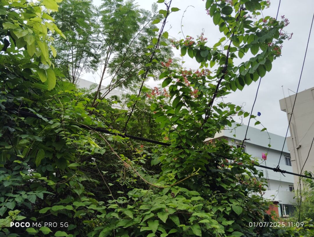 Shalom green gardens