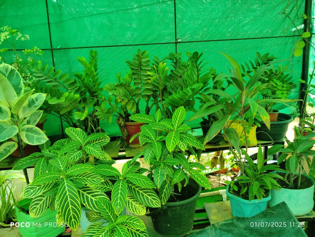 Shalom green gardens