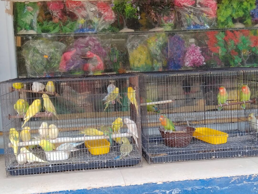 Babu Aquarists