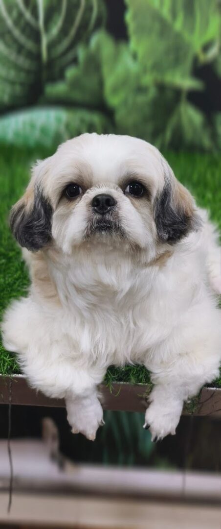 Kishore Pet Zone