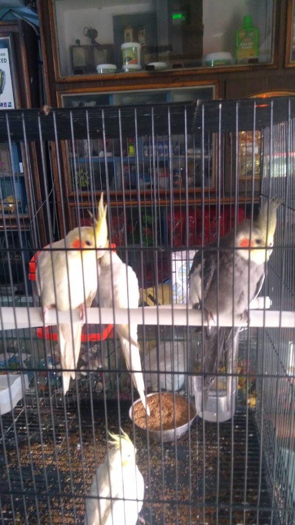 Babu Aquarists