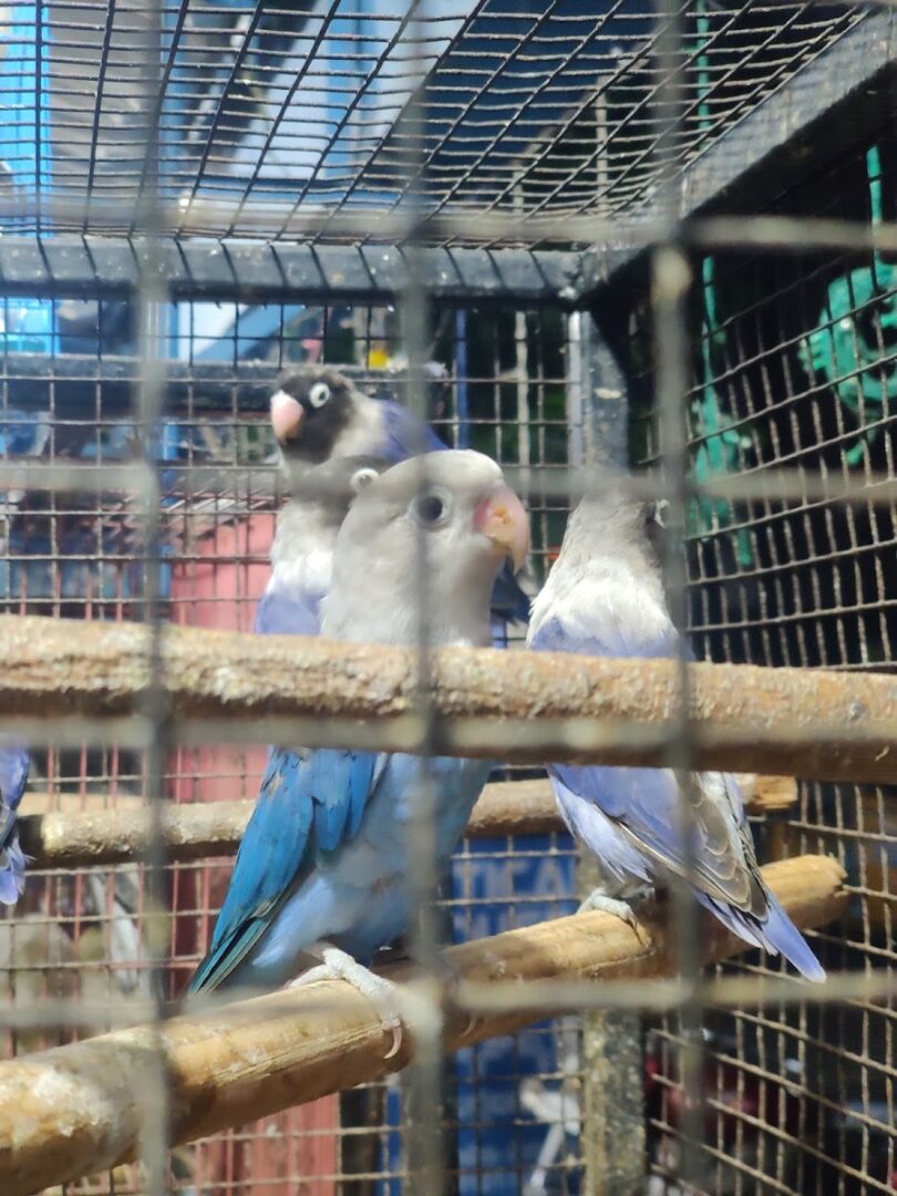 Vasu Kennels And Pet Zone